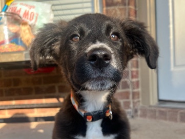 Australian Shepherd – August (Need gone ASAP) – Belton