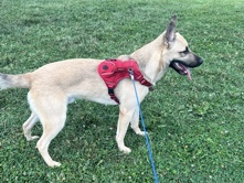 Belgian Shepherd Dog (Malinois) – Energetic 3-Year-Old Belgian Shepherd Dog (Malinois) – Gordonsville – Gordonsville