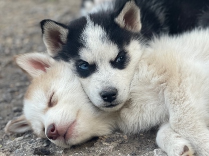 Siberian Husky – Siberian Husky