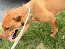 German Shepherd – canine – Philadelphia