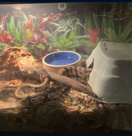 Any – snake I do not have the time to take care of him anymore