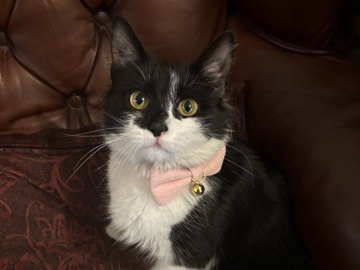 Others - Lovely and friendly kitten for sale  available for adoption in London