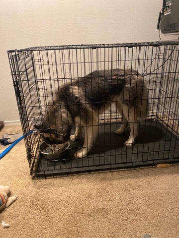 Siberian husky with supplies