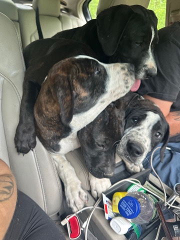 puppies