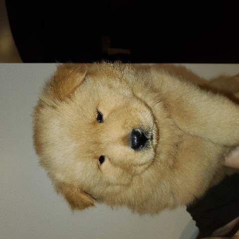 Chow Chow – vanilla