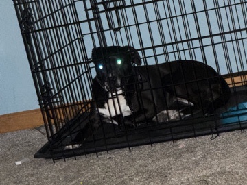 Rehoming mix dog – Elkhart