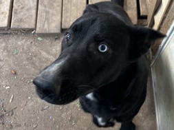 Labrador Retriever – Labrador/German Shepherd mix for rehome