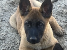Mixed Breed – German shepherd malinois mix puppies – Los Angeles