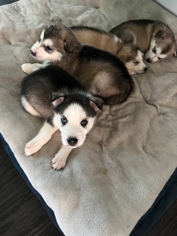 Siberian Husky – husky