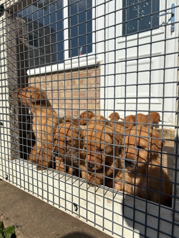 Labrador Retriever – Kc Registered Fox Red Labs