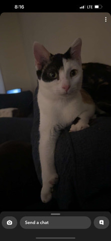 American Shorthair – Calico cat