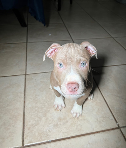 bluenose pitbulls