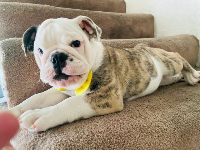 Olde English Bulldogge – Tyson