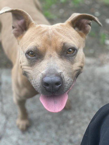 American Pit Bull Terrier – female pitbull