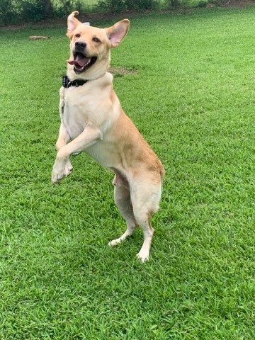 Labrador Retriever – Apollo FREE