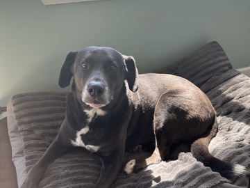 Labrador Retriever – Lab mix – Atlantic Beach