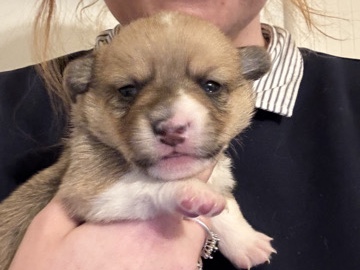 CKC Pembroke Welsh Corgi