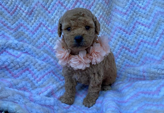 Poodle – AKC Treasure