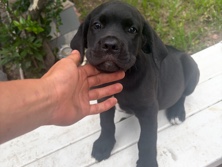 Cane Corso – Cane Corso Puppies – Haines City