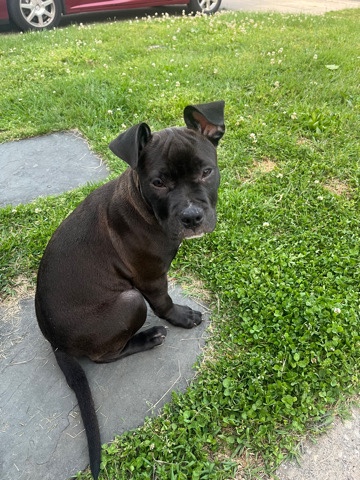 American Pit Bull Terrier – dog for sell