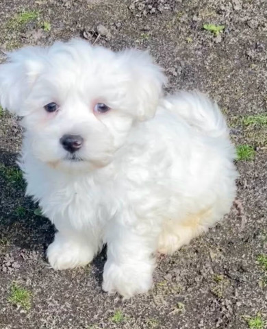 Maltese – maltezer is looking for a new boss