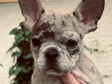 French Bulldog – Dreamer – Blacklick