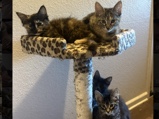 American Shorthair – rehoming five month old cute kitties – Lincoln