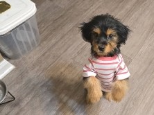 Yorkiepoo – Montgomery