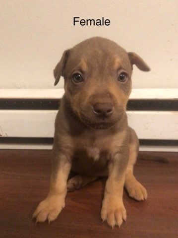 American Bulldog – American bully pitbull mix
