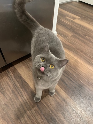 Scottish Fold – scottish straight cat