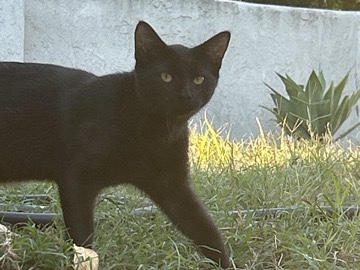 California Spangled – all black cat – Ontario