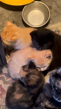 kittens