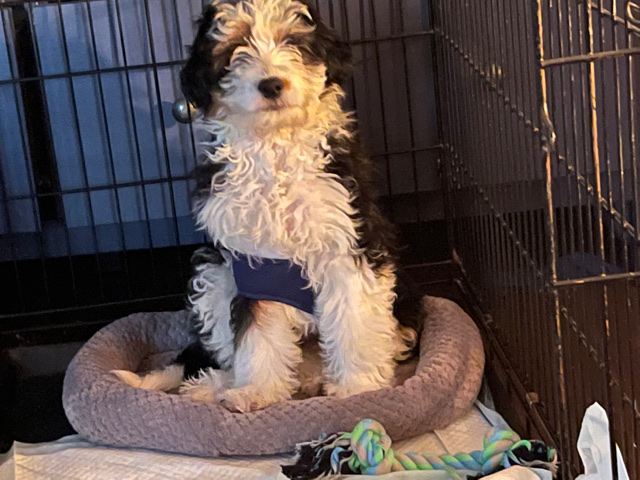 Bernese Mountain Dog – Female Mini Bernedoodle