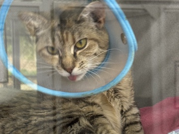 American Shorthair – Miko – Norcross