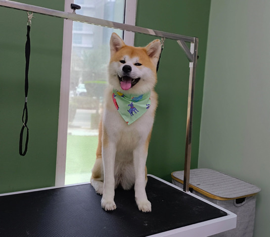 Lovly Akita For Sell