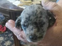 Dachshund – dashound puppies.