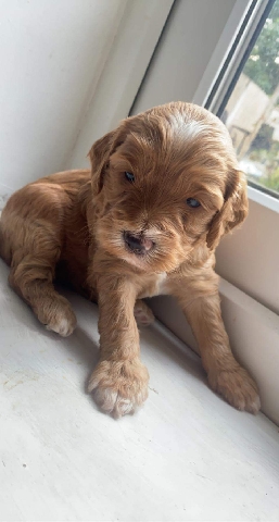 cockapoo puppies