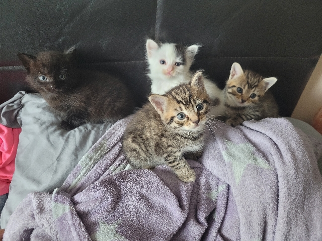 Russian White, Black and Tabby – kittens for sale