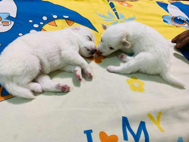 Pomeranian – pomeranian dog puppies