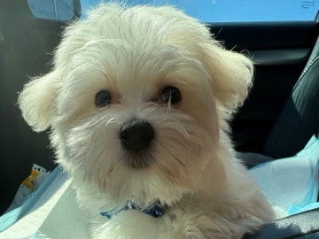 Maltese – Adorable Pedigree Maltese Puppy for Sale – Corpus Christi – Corpus Christi