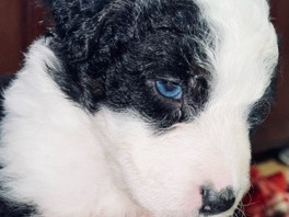 Image of Australian Shepherd