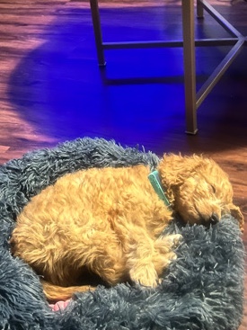Meet August, the sweetest mini GoldenDoodle