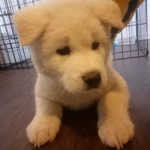 Akita – Akita