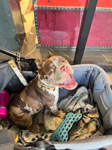 American Bulldog – El Chapo - Needs a new home