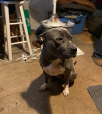pitbull