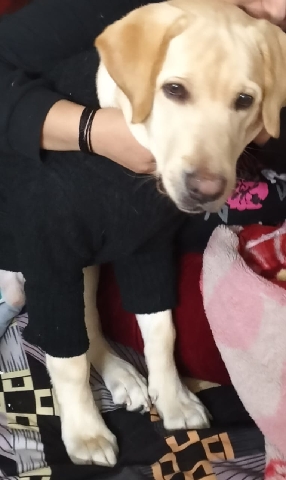 Labrador Retriever – Labrador retriever male