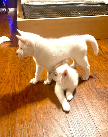 Alaskan Malamute – husky puppies
