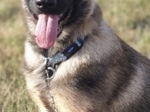 German Shepherd – German Shepherd Boy - 5 Month – New Addington