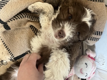Mixed Breed – puppy for rehoming – Denver