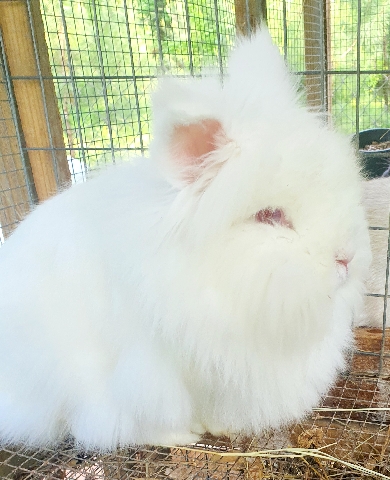 Lionhead – Lion head Rabbit